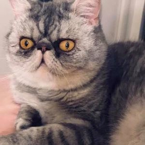 Meet your Posher, Carl